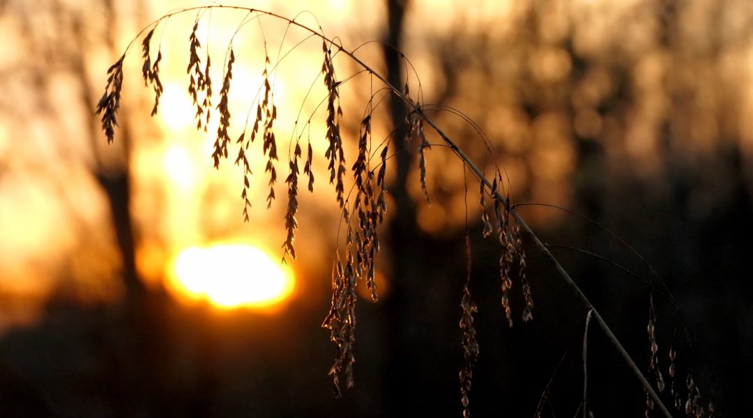 Photo Amber glow