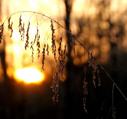 Photo Amber glow